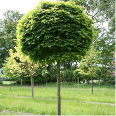 Клен остролистный Глобозум