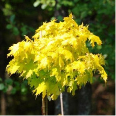 Клен остролистный Голден Глоб