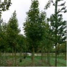 Клен остролистный Кливланд