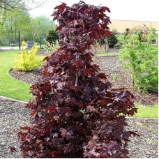 Клен остролистный Кримсон Кинг