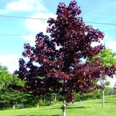 Клен остролистный Кримсон Центри