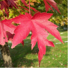 Клен красный Отумн Блейз