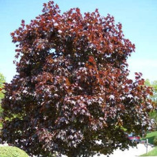 Клен остролистный Ройал Ред