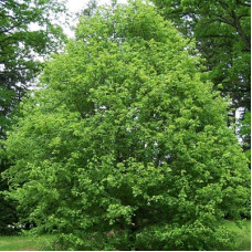 Клен полевой