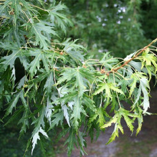 Клен сахаристый