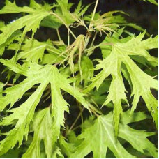 Клен сахаристый Лациниатум виери