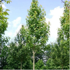 Клен сахаристый Пирамидалис