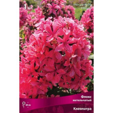 Флокс Клеопатра (метельчатый)