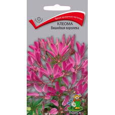 Клеома Вишнёвая королева