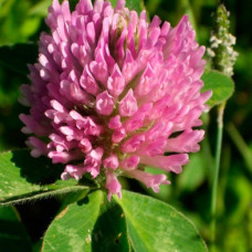 Сидерат Клевер красный