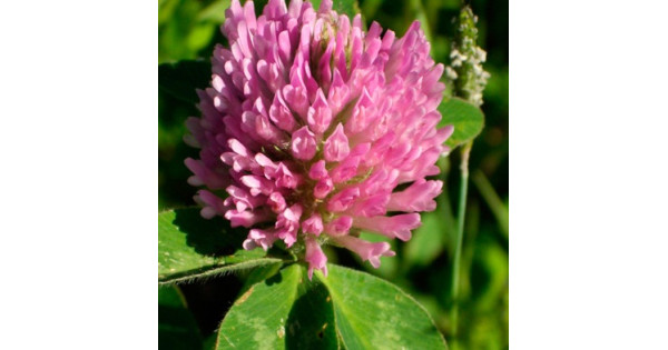 Купить сидерат клевер красный в гипермаркете Чистый Мир