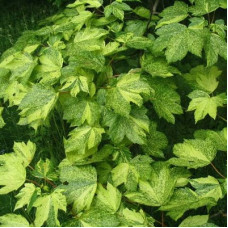 Клён ложноплатановый Леопольди