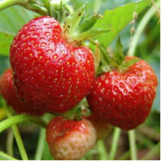Клубника Нежданная радость