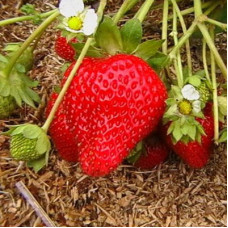 Земляника (клубника) садовая Золушка