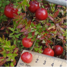 Клюква крупноплодная Эрли Блэк