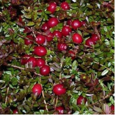 Клюква крупноплодная Ховес