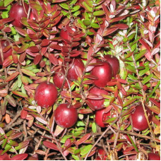 Клюква крупноплодная Мак Фарлен