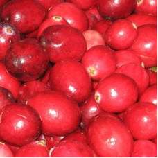 Клюква крупноплодная Санна