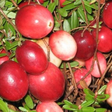 Клюква крупноплодная Стивенс