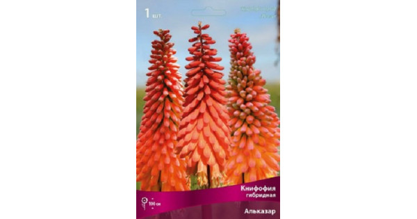 Книфофия гибридная Альказар купить в интернет-магазине Чистый Мир.