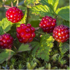 Княженика (Арктическая малина)