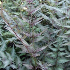 Кочедыжник ниппонский Пиктум (Металлика)