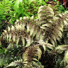 Кочедыжник ниппонский Урсулаc Ред