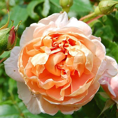 Роза Мейян  чайно-гибридная Колет