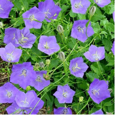 Колокольчик карпатский Блю Клипс