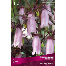 Колокольчик точечный Сильвер Беллс 