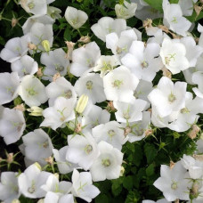 Колокольчик карпатский Вайс Клипс  