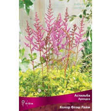 Астильба Колор Флэш Лайм (Арендса)