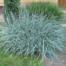 Колосняк песчаный Глаука  (Элимус песчаный)