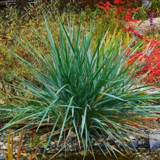 Колосняк (Элимус) песчаный  