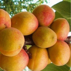 Абрикос компотный