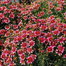 Кореопсис Мэдрас Мэджик  