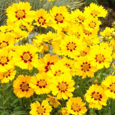 Кореопсис ланцетовидный Стенталер  