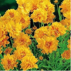 Кореопсис Золотой Малыш