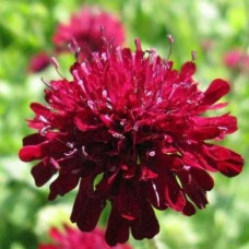 Короставник македонский Ред Найт  