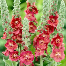 Коровяк (Вербаскум) гибридный Черри Хелен  