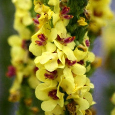 Коровяк (Вербаскум) гибридный Джеки ин Йеллоу  