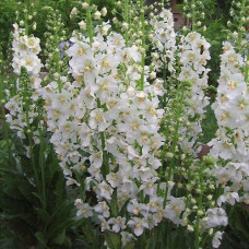 Коровяк (Вербаскум) фиолетовый Флаш ов Вайт  