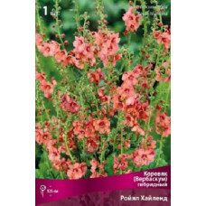 Коровяк гибридный Ройял Хайленд