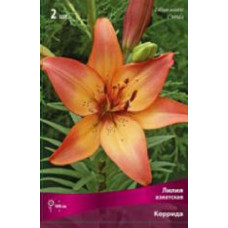 Лилия Коррида