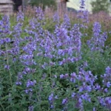 Котовник Фассена Сикс Хиллз Жиант