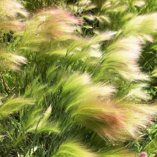 Ковыль волосовидный  