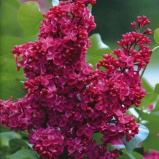 Сирень Красная Москва
