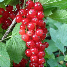 Смородина красная Ролан