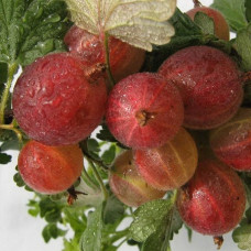 Крыжовник Краснославянский