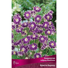 Аквилегия гибрид МакКаны Криста Барлоу